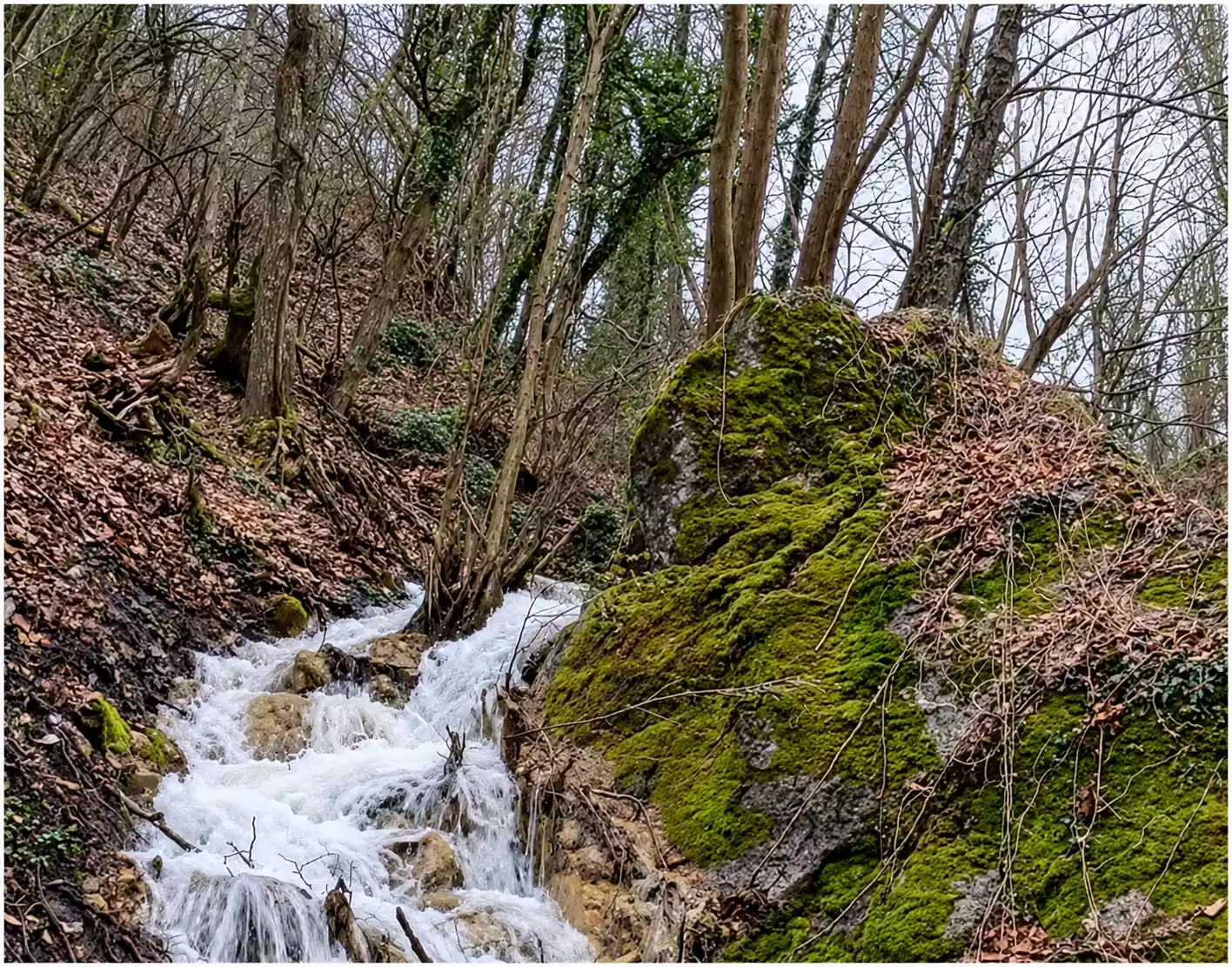 Ein reißender Bach fließt über Steine in einem bewaldeten Bachbett, neben einem großen moosbewachsenen Felsen.